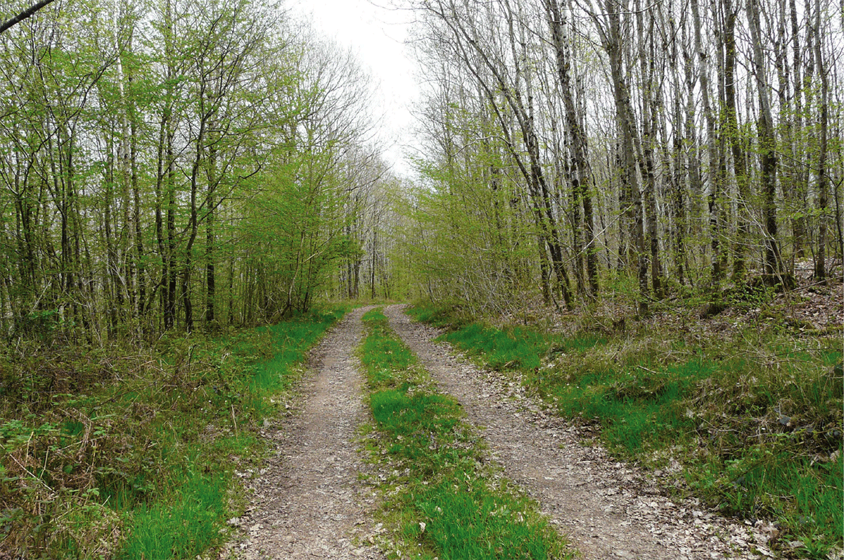Le Bois des Quatre Coupes