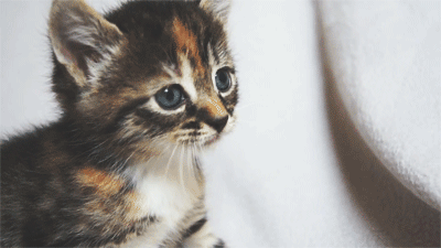 Trois p’tits chats