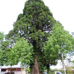 A la découverte des arbres exceptionnels